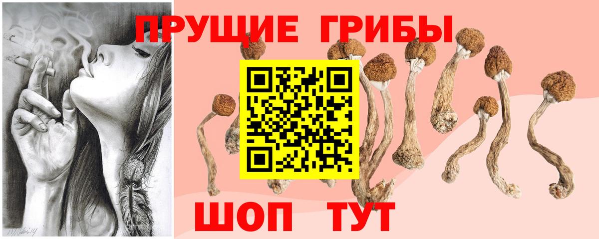 где можно купить наркотик  Галлюциногенные грибы Psilocybine cubensis  Вход с VPN  Мурино 